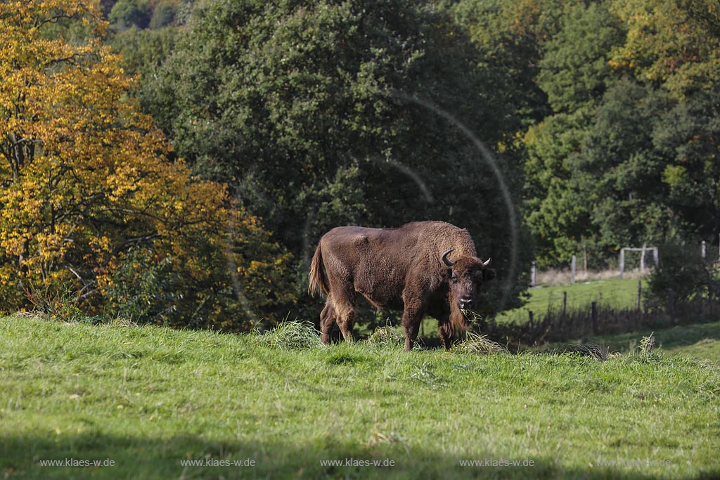 Mettmann, Wildgehege Neandertal, Blick auf Wisent oder Europaeischer Bison (Bison bonasus); Mettmann, Neandertal, view to a wisent.
