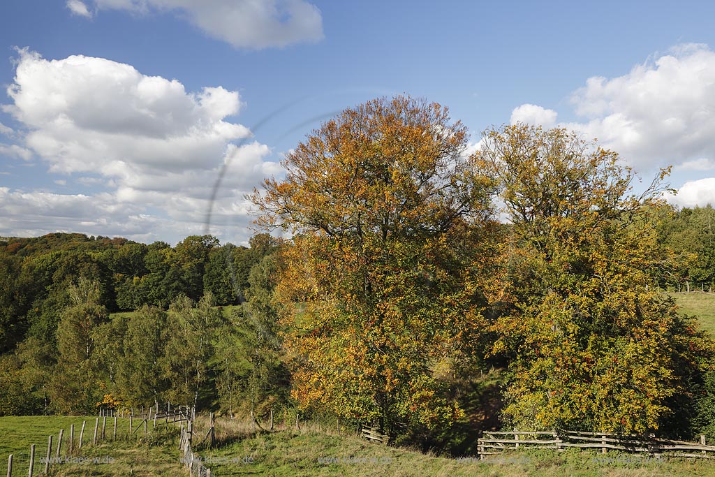 Mettmann, Wildgehege Neandertal, Blick in die Herbstlandschaft; Mettmann, Neandertal, view to the landscape in autumn.