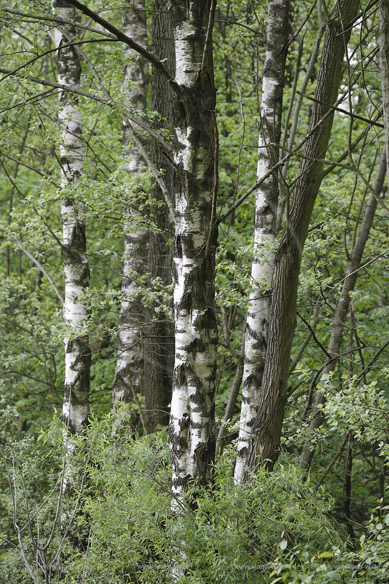 Erkrath, Neandertal, Auerochsen im Wildgehe