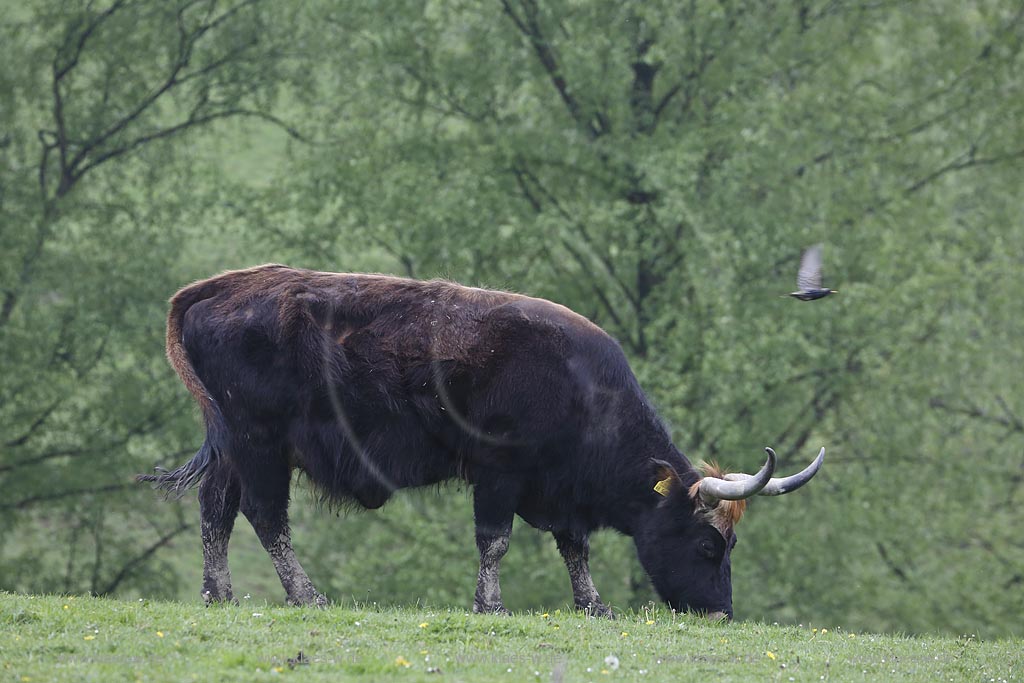 Erkrath, Neandertal Wildgehege Auerochse Kuh;