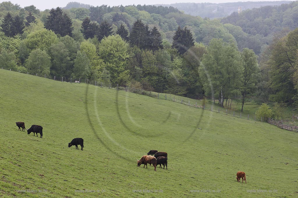 Erkrath, Neandertal Wildgehege Herde Auerochsen in der Landschaft;