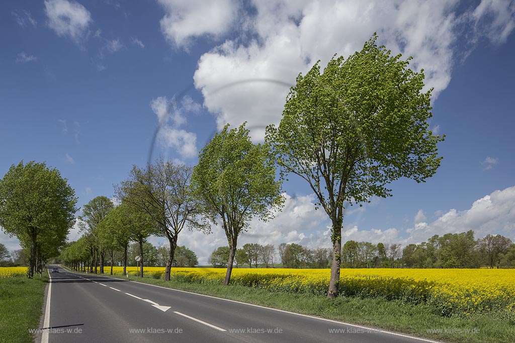 Bundesstrasse 7, Elberfelder Strasse zwischen Wuppertal-Vohwinkel und Mettmann Obmettman mit Baumallee und bluehenden Rapsfeldern im Fruehling; State Road 7 between Wuppertal-Vohwinkel and Mettmann Obmettmann in springtime with tree alley and rapeseed field.