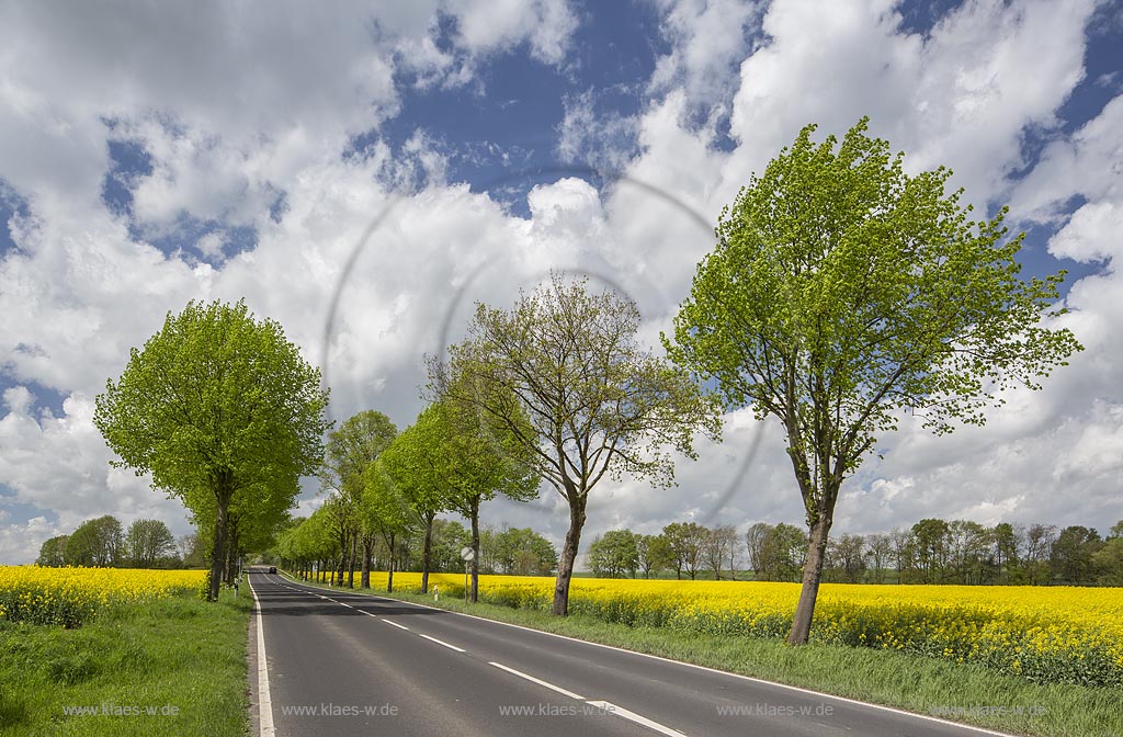 Bundesstrasse 7, Elberfelder Strasse zwischen Wuppertal-Vohwinkel und Mettmann Obmettman mit Baumallee und bluehenden Rapsfeldern im Fruehling; State Road 7 between Wuppertal-Vohwinkel and Mettmann Obmettmann in springtime with tree alley and rapeseed field.