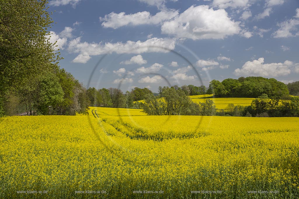 Mettmann-Obmettmann Fruehlingslandschaft mit bluehendem Rapsfeld;  Mettmann Obmettmann landscape in springtime with rapeseed field.