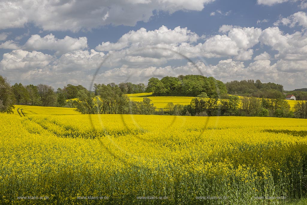 Mettmann-Obmettmann Fruehlingslandschaft mit bluehendem Rapsfeld;  Mettmann Obmettmann landscape in springtime with rapeseed field.