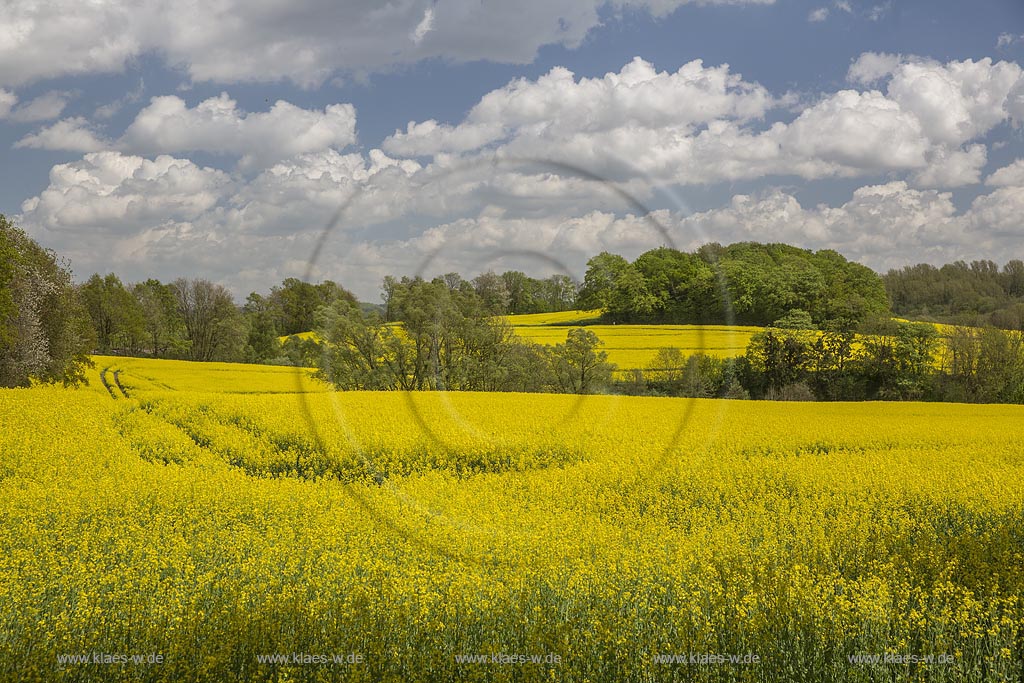 Mettmann-Obmettmann Fruehlingslandschaft mit bluehendem Rapsfeld;  Mettmann Obmettmann landscape in springtime with rapeseed field.