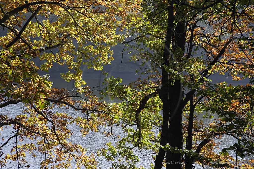 Neye, Neyetalsperre, Wipperfrth, Wipperfuerth, Oberbergischer Kreis, Bergisches Land, Regierungsbezirk Kln, Blick durch Herbstbaeume, Herbstbume auf Talsperre  