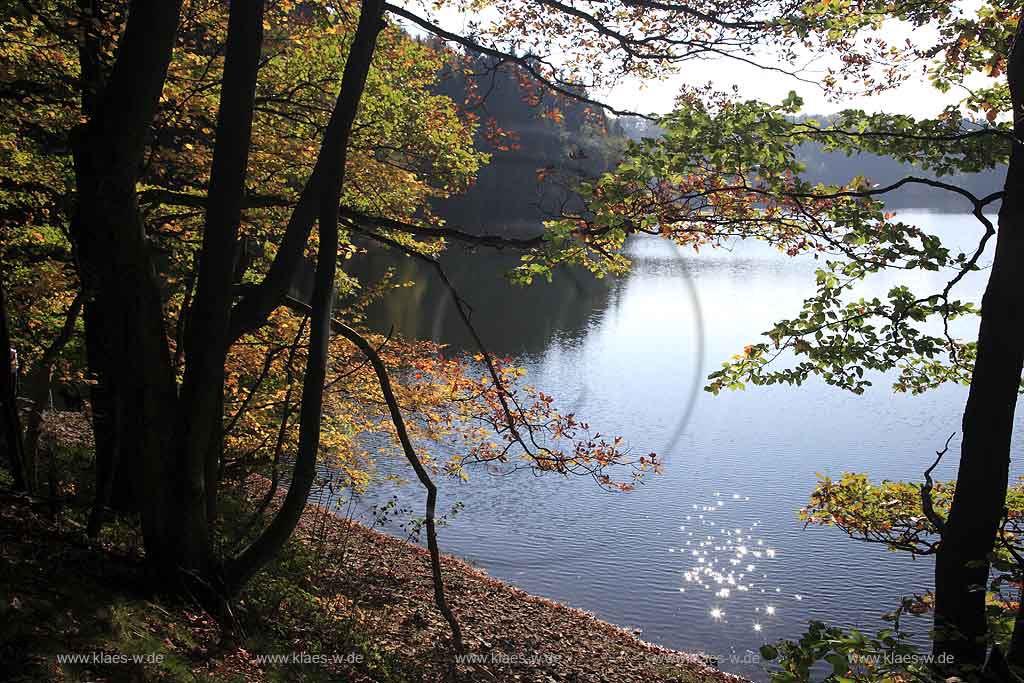 Neye, Neyetalsperre, Wipperfrth, Wipperfuerth, Oberbergischer Kreis, Bergisches Land, Regierungsbezirk Kln, Blick durch Herbstbaeume, Herbstbume auf Talsperre  