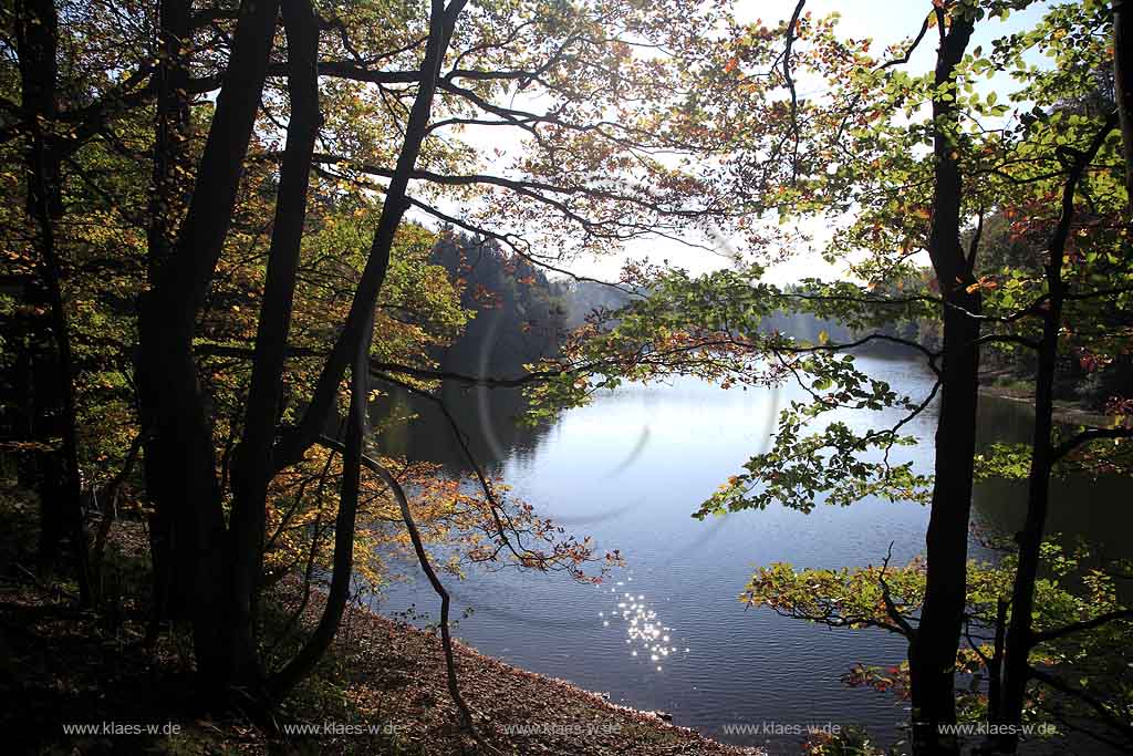 Neye, Neyetalsperre, Wipperfrth, Wipperfuerth, Oberbergischer Kreis, Bergisches Land, Regierungsbezirk Kln, Blick durch Herbstbaeume, Herbstbume auf Talsperre  