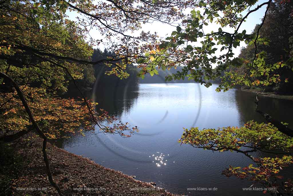 Neye, Neyetalsperre, Wipperfrth, Wipperfuerth, Oberbergischer Kreis, Bergisches Land, Regierungsbezirk Kln, Blick durch Herbstbaeume, Herbstbume auf Talsperre  