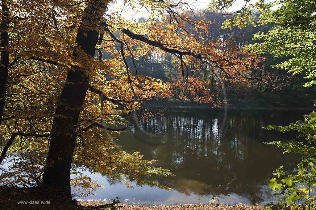 Neye, Neyetalsperre, Wipperfrth, Wipperfuerth, Oberbergischer Kreis, Bergisches Land, Regierungsbezirk Kln, Blick auf Talsperre und Landschaft in Herbststimmung  