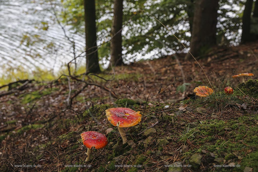 Wipperfuerth, Fliegenpilze an der Neyetalsperre; Wipperfuerth, fly agarics near the barrage Neyetalsperre. 