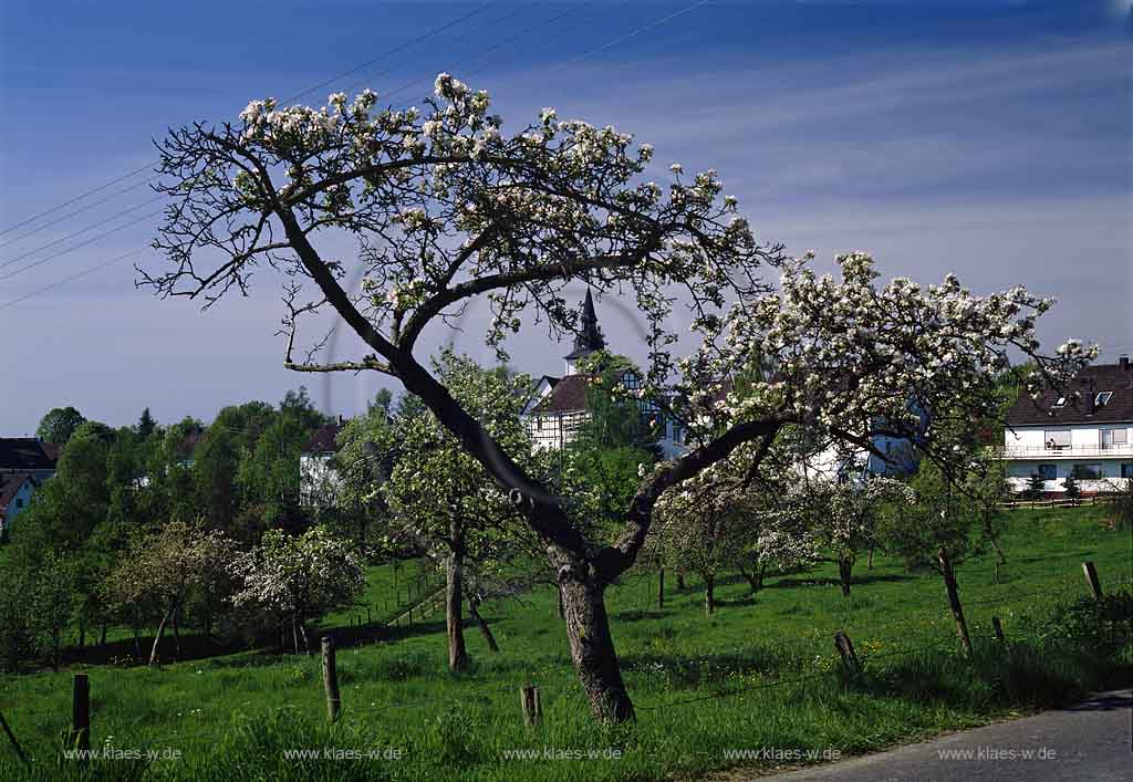 Marienberghausen, Nmbrecht, Nuembrecht, Oberbergischer Kreis, Bergisches Land, Regierungsbezirk Kln, Blick auf Blhenden, Bluehenden Obstbaum, Ort und Landschaft   