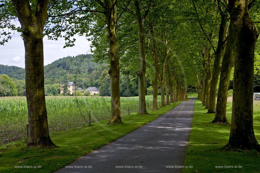 Odenthal Baumreihe, Ahorn Allee bei Schloss Strauweiler; Odenthall maple alley near castle Strauweiler