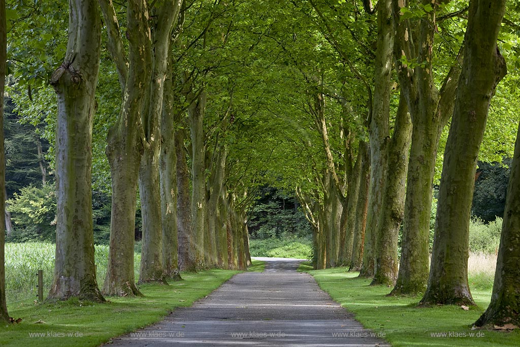 Odenthal, Ahornallee nahe der Deutschen Alleenstrasse bei Altenberg; Odenthal maple alley  near German alley road