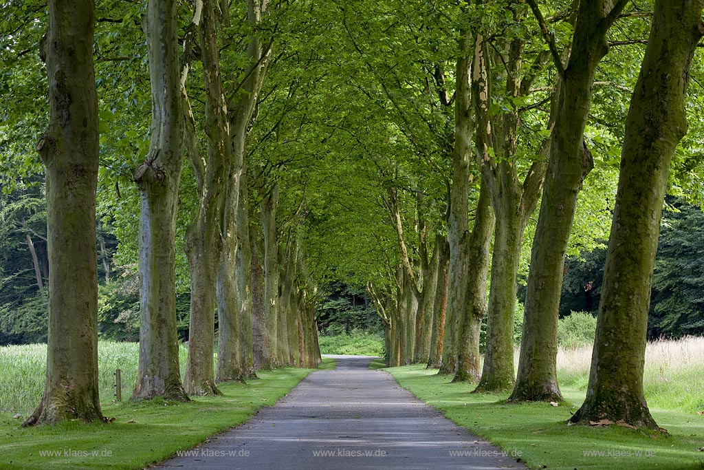 Odenthal, Ahornallee nahe der Deutschen Alleenstrasse bei Altenberg; Odenthal maple alley  near German alley road