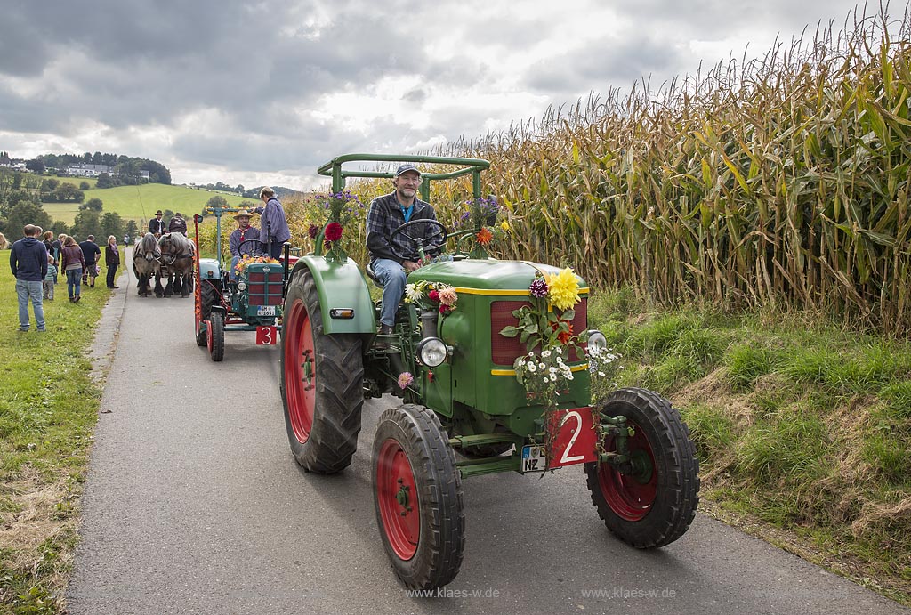 Radevormwald-Oenkfeld, Erntedankfest, Umzug mit floristisch anspruchsvoll gestalteten und Felderzeugnissen kunstvoll dekorierten Traktoren und Erntewagen, dazwischen die von zwei Kaltbluetern gezogene offene Kutsche mit der Erntekoenigin und ihren zwei Prinzessinen.