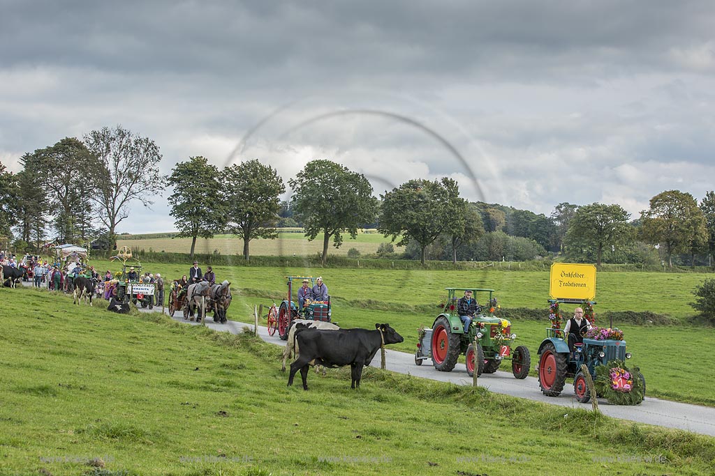 Radevormwald-Oenkfeld, Erntedankfest, Umzug mit floristisch anspruchsvoll gestalteten und Felderzeugnissen kunstvoll dekorierten Traktoren und Erntewagen, dazwischen die von zwei Kaltbluetern gezogene offene Kutsche mit der Erntekoenigin und ihren zwei Prinzessinen in Rochollsberg. Kuehe auf einer Weide beobachten das Szenario.