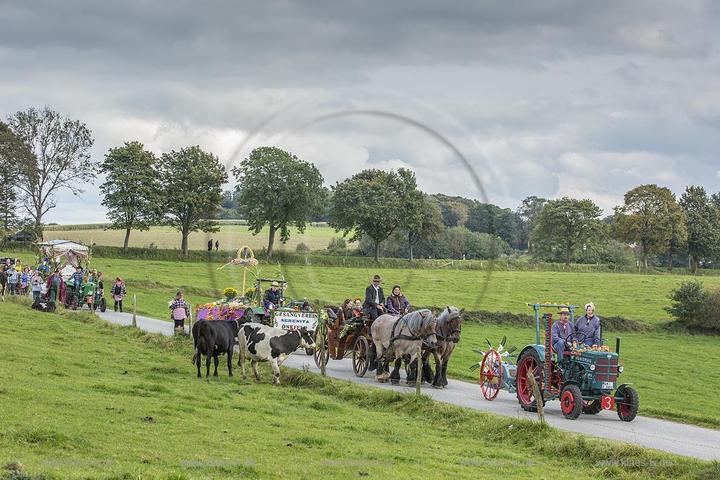 Radevormwald-Oenkfeld, Erntedankfest, Umzug mit floristisch anspruchsvoll gestalteten und Felderzeugnissen kunstvoll dekorierten Traktoren und Erntewagen, dazwischen die von zwei Kaltbluetern gezogene offene Kutsche mit der Erntekoenigin und ihren zwei Prinzessinen in Rochollsberg. Kuehe auf einer Weide beobachten das Szenario.