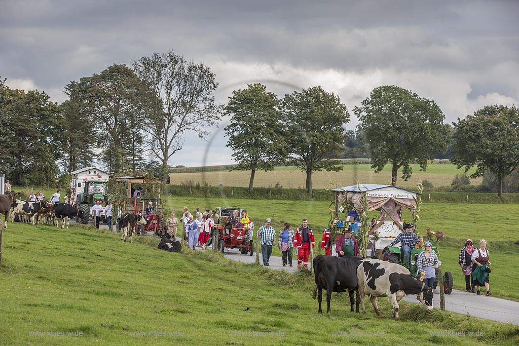 Radevormwald-Oenkfeld, Erntedankfest, Umzug mit floristisch anspruchsvoll gestalteten und Felderzeugnissen kunstvoll dekorierten Traktoren und Erntewage in Rochollsberg. Kuehe auf einer Weide beobachten das Szenario.