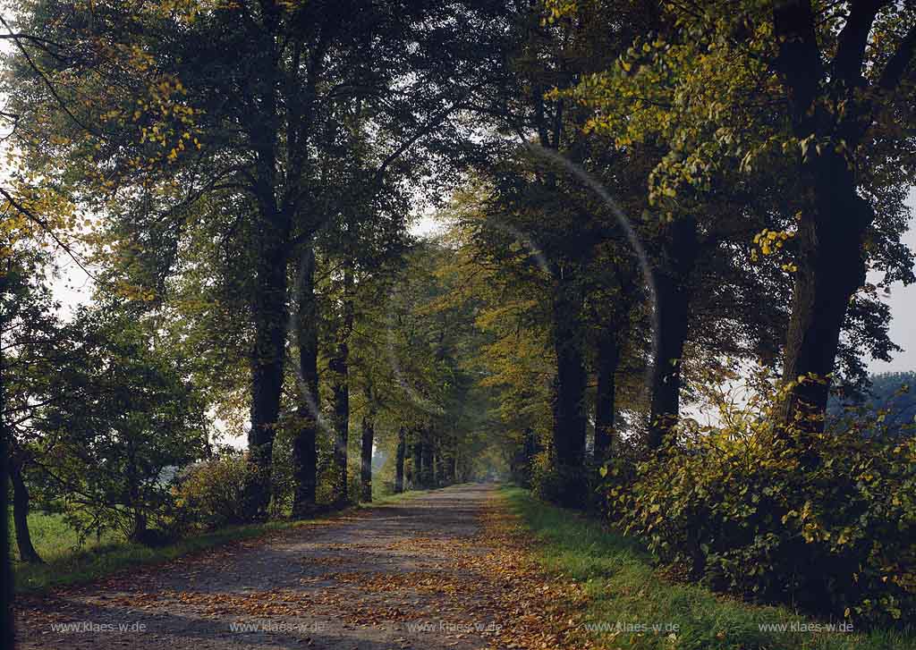 Breitscheid, Ratingen, Kreis Mettmann, Blick auf Allee bei Schloss Linnep im Herbst