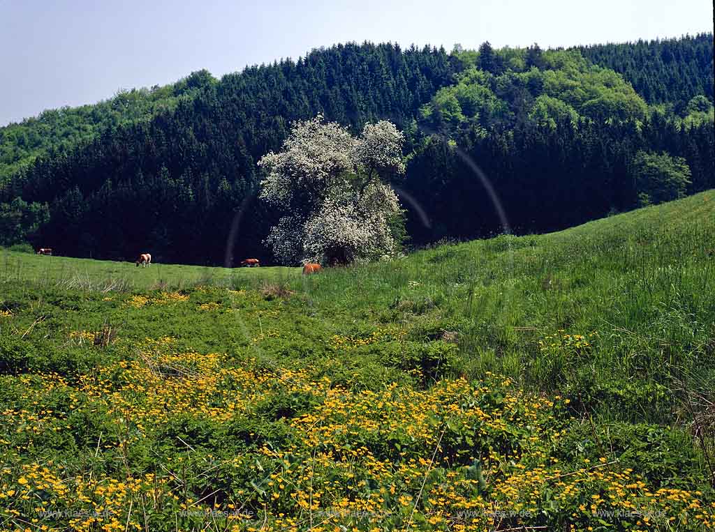 Allinghausen, Reichshof, Oberbergischer Kreis, Bergisches Land, Landkreis Kln, Blick auf Landschaft, Feuchtwiese mit Kuehen, Khen und Sumpfdotterblumen