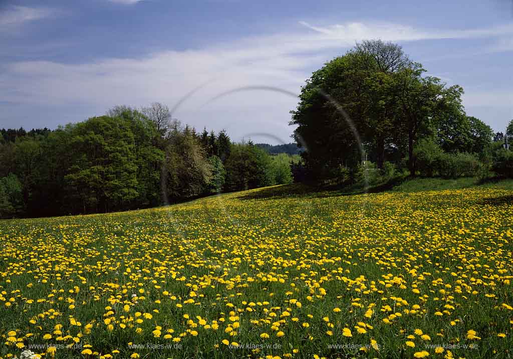 Buchen, Reichshof, Oberbergischer Kreis, Bergisches Land, Landkreis Kln, Blick auf Fruehlingslandschaft, Frhlingslandschaft