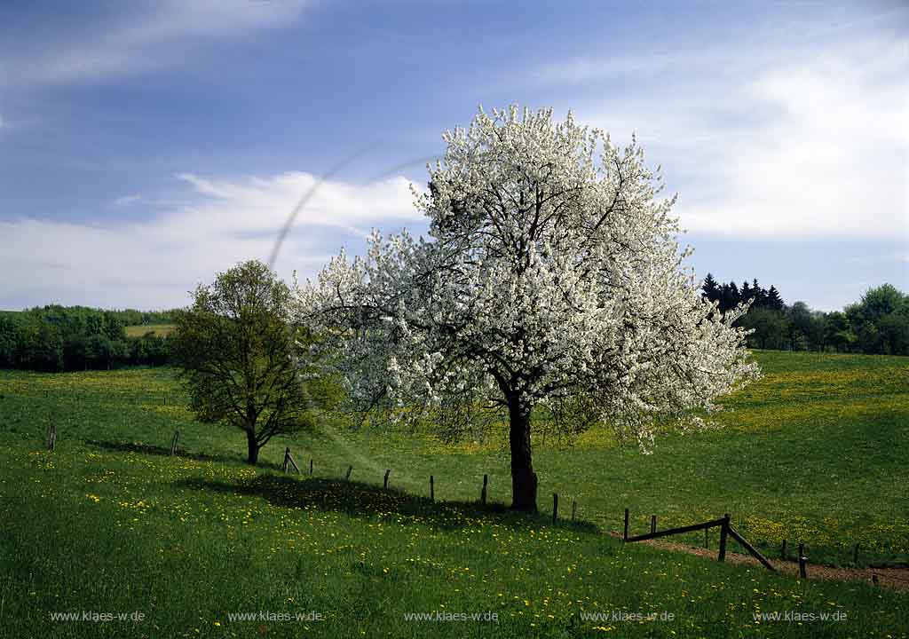 Buchen, Reichshof, Oberbergischer Kreis, Bergisches Land, Landkreis Kln, Blick auf Fruehlingslandschaft, Frhlingslandschaft mit Obstbluehte, Obstblhte