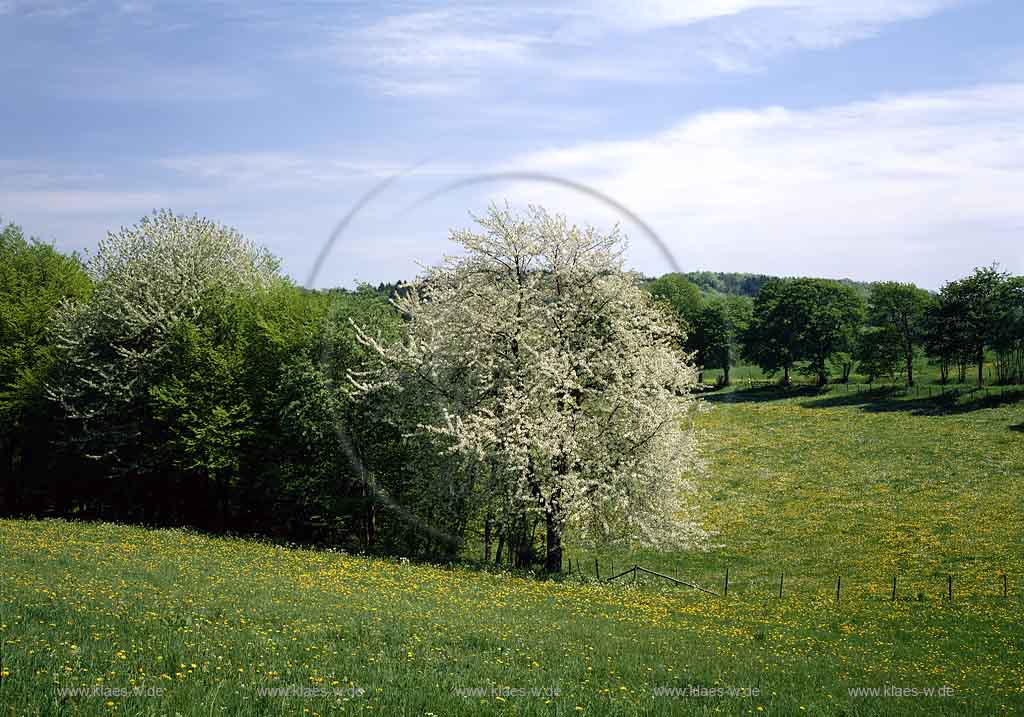 Hasbach, Reichshof, Oberbergischer Kreis, Bergisches Land, Landkreis Kln, Blick auf Fruehlingslandschaft, Frhlingslandschaft mit Blte, Bluete 