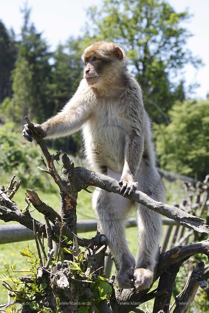 Reichshof Eckenhagen, Affen und Vogelpark, auf Ast sitzender Berberaffe, Vollportrait ; monkey and bird park, a barbermonkey on a tree, portrait