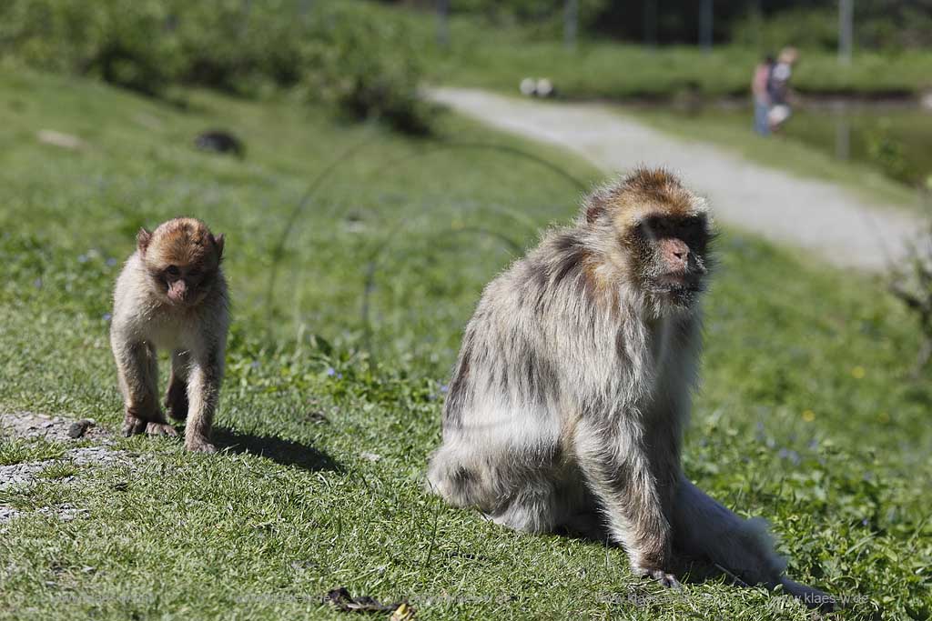 Reichshof Eckenhagen, Affen und Vogelpark, Berberaffe und Jungtier ; monkey and bird park, berber monkey and a pup