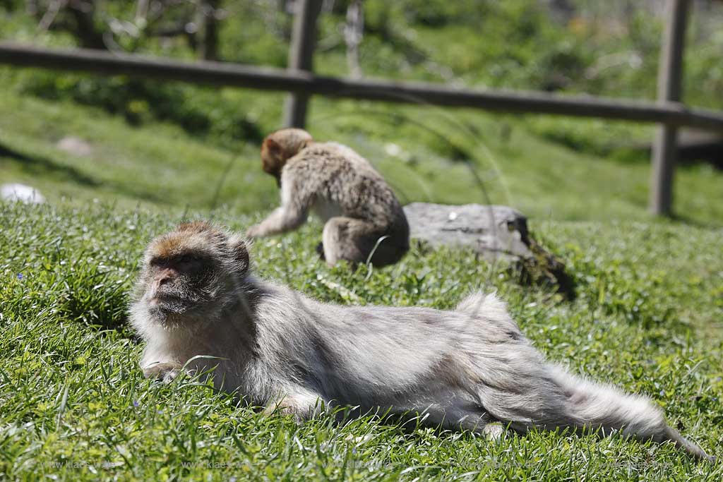 Reichshof Eckenhagen, Affen und Vogelpark, Berberaffe doest im Gras und Jungtier sucht im Hintergrund das Gras ab ; monkey and bird park, a berber monkey is dozing on the gras and a pup is searching on the gras