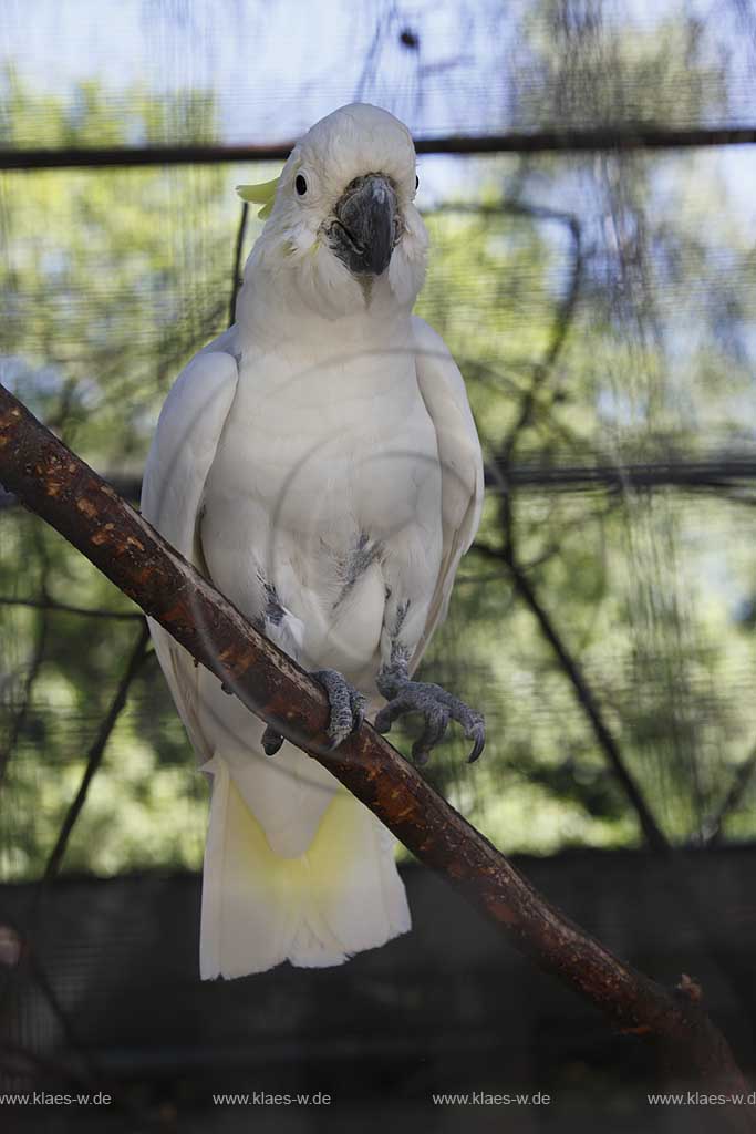 Reichshof Eckenhagen, Affen und Vogelpark, Gelbhaubenkakadu  ; monkey and bird park, cockatoo