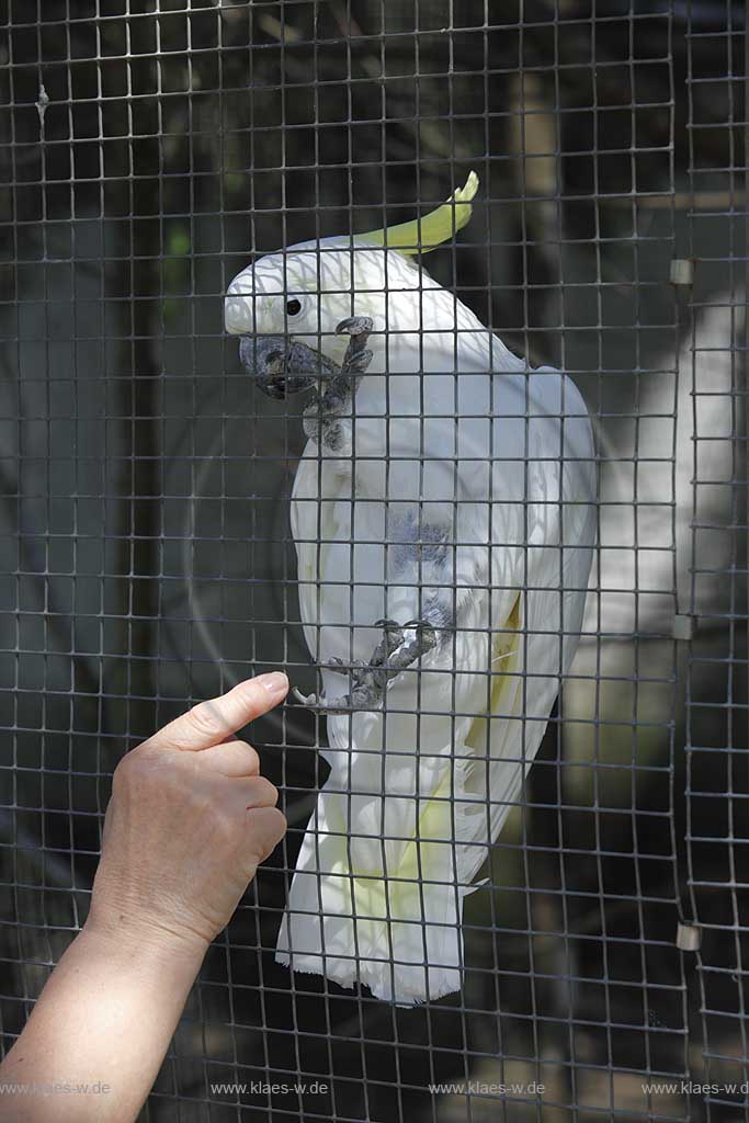 Reichshof Eckenhagen, Affen und Vogelpark, Gelbhaubenkakadu wird durch die Gitter des Kaefigs gestreichelt ; monkey and bird park, cockatoo