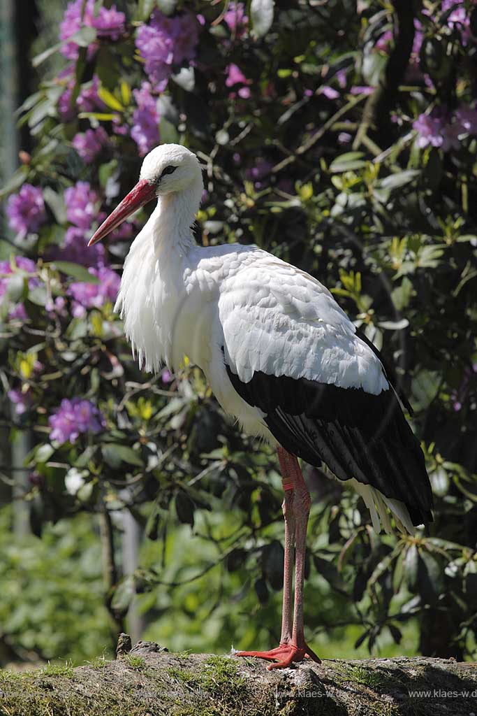 Reichshof Eckenhagen, Affen und Vogelpark,Weissstorch stehtvor einem blhenden Rhododendron ; monkey and bird park, a stork in front of a blooming rhododendron