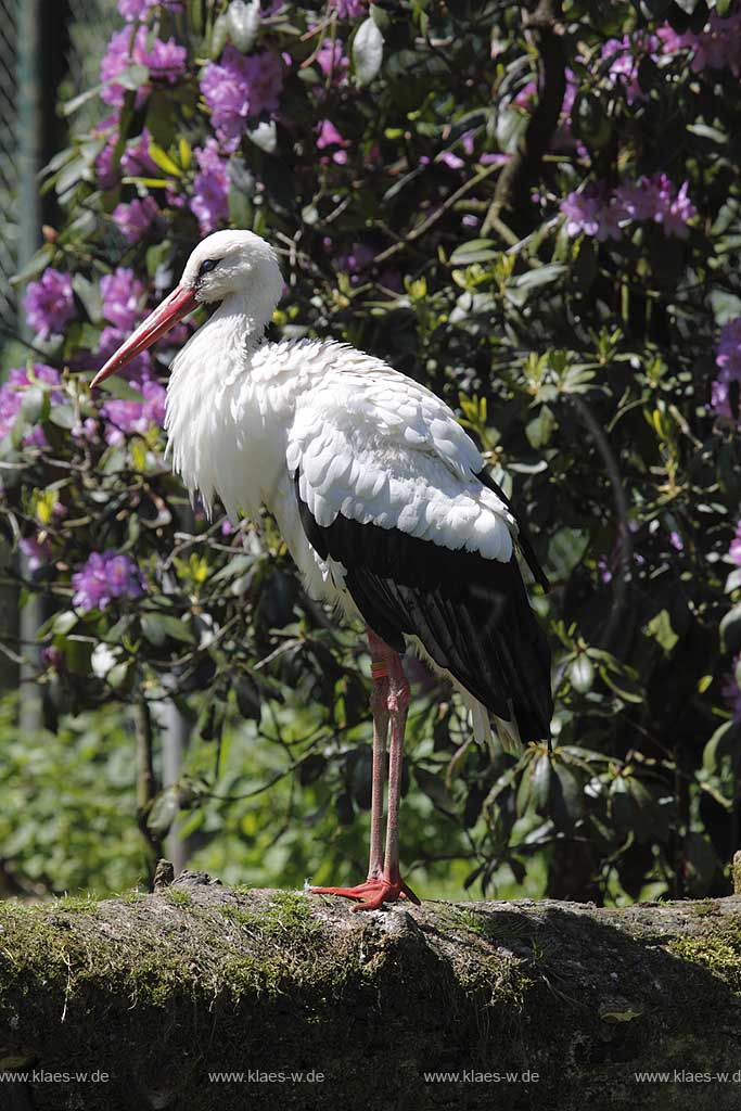 Reichshof Eckenhagen, Affen und Vogelpark,Weissstorch stehtvor einem blhenden Rhododendron ; monkey and bird park, a stork in front of a blooming rhododendron