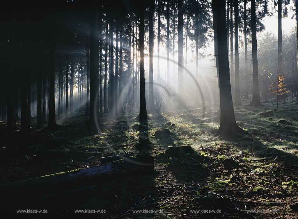 Eschbachtal, Remscheid, Regierungsbezirk Dsseldorf, Blick auf Herbstwald im Eschbachtal