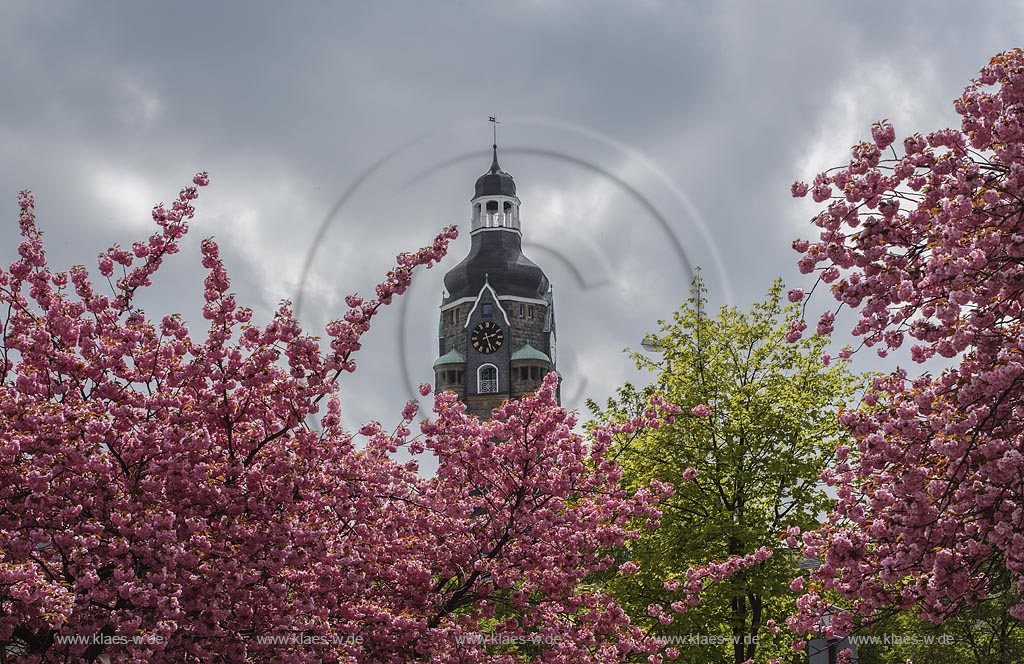 Remscheid, Blick durch die Blueten der Japanischen Kirsche auf den Rathausturm; Remscheid, iew through the flowers of the Japanische Kirsche to the tower of the townhall.