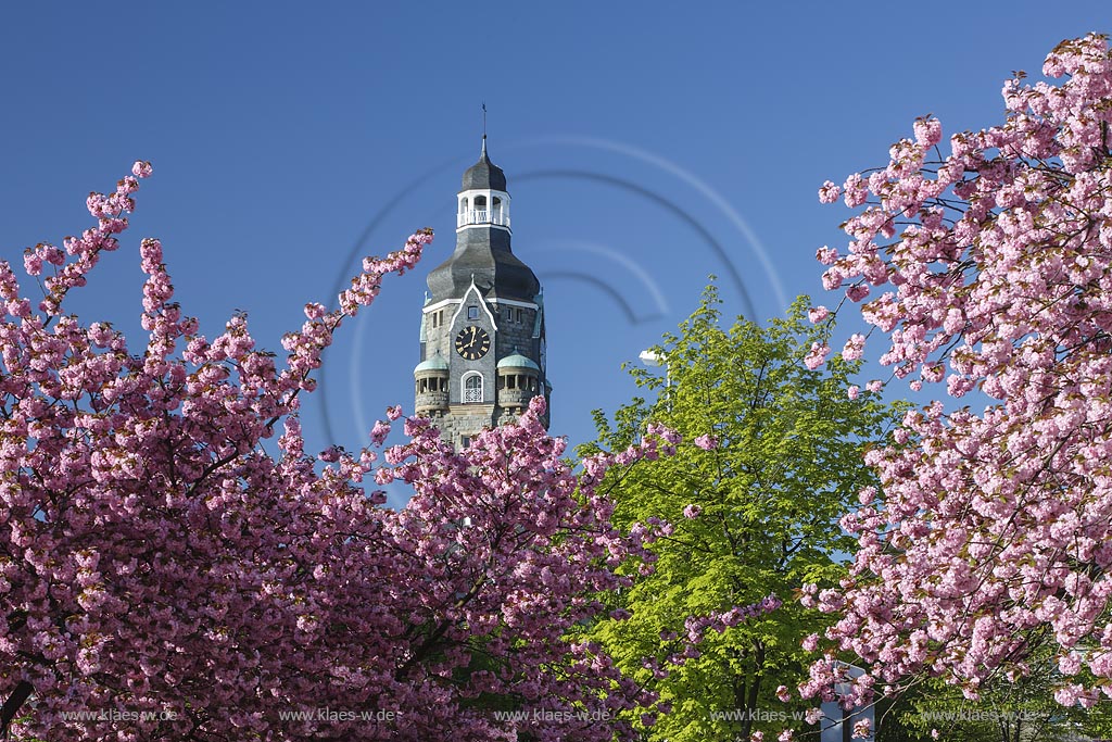 Remscheid, Blick durch die Blueten der Japanischen Kirsche auf den Rathausturm; Remscheid, iew through the flowers of the Japanische Kirsche to the tower of the townhall.