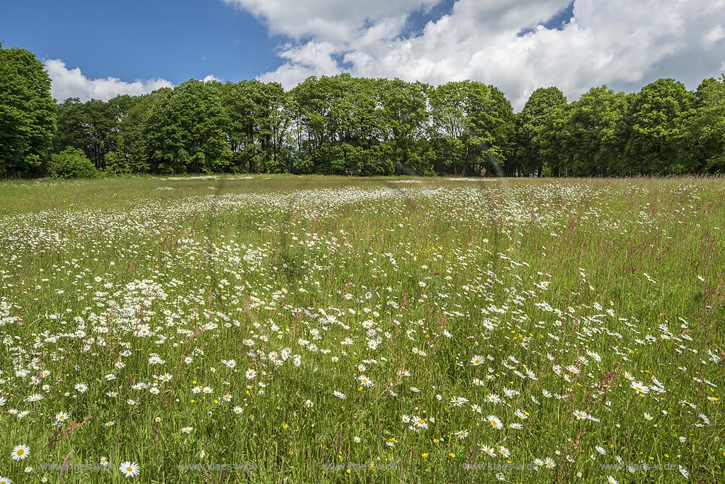 Remscheid-Bliedinghausen, Wildblumenwiese mit bluehenden Margeriten (Leucanthemum), Wiesen-Hahnenfu (Ranunculus acris), Wiesen-Sauerampfer (Rumex acetosa), Laubbaumreihe im Hintergrund.