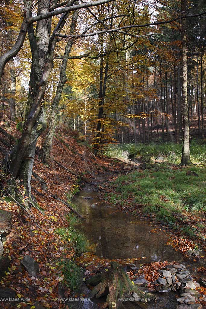   Remscheid, Herbstimpression im Eschbachtal, Herbstwald mit einem Eschbach Nebenbach am Roentgenweg; Remscheid Eschbach valley, autumn coloured trees, forest with a beck