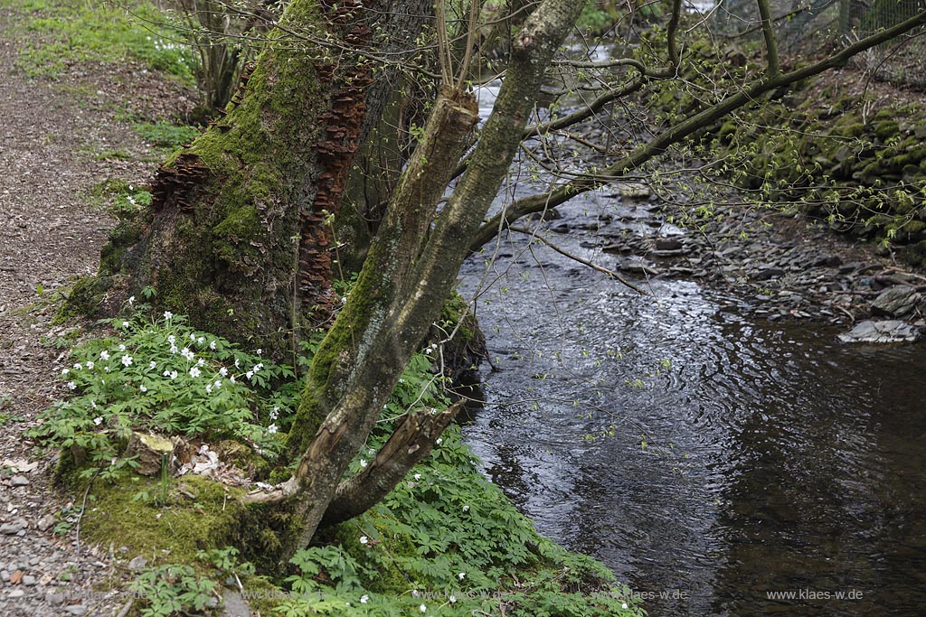 Remscheid, Eschbachtal, Blick auf den Eschbach am Roentgenweg, auch Erlebnisweg Eschbach; Remscheid, Eschbachtal, beck Eschbach naer the adventure trail Erlebnisweg Eschbach.