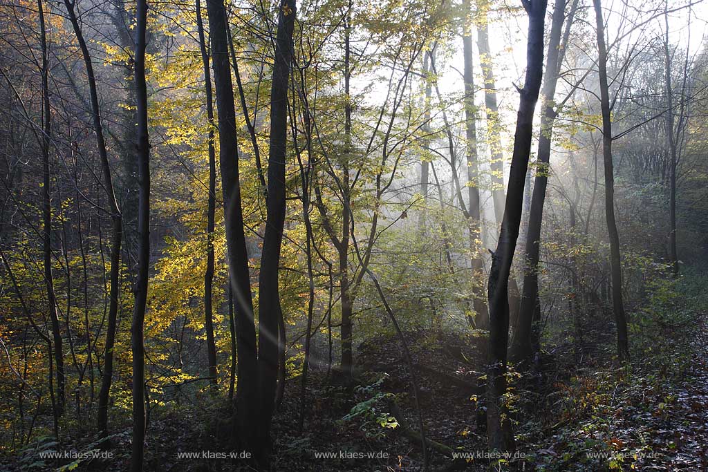 Remscheid Eschbachtal, Roentgenweg mit Eschbach im Herbst; Remscheid Eschbach valley in autumn