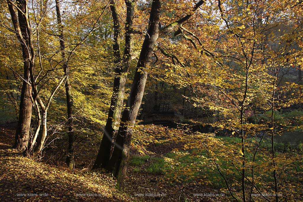 Remscheid Eschbachtal, Roentgenweg mit Eschbach im Herbst; Remscheid Eschbach valley in autumn