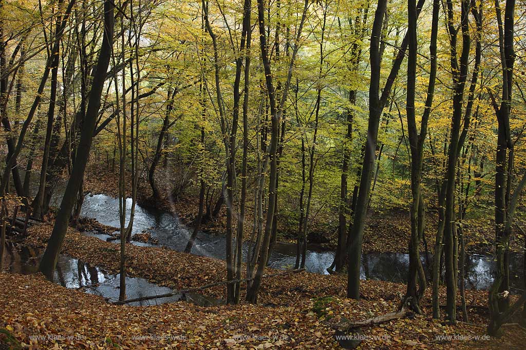 Remscheid Eschbachtall, Blick auf Obergraben, alten Muehlengraben des Eschbachs mit herbstlich verfaerbten BBauemen; Remscheid Eschbach valley view onto the Eschbach beck with autumn coloured tree