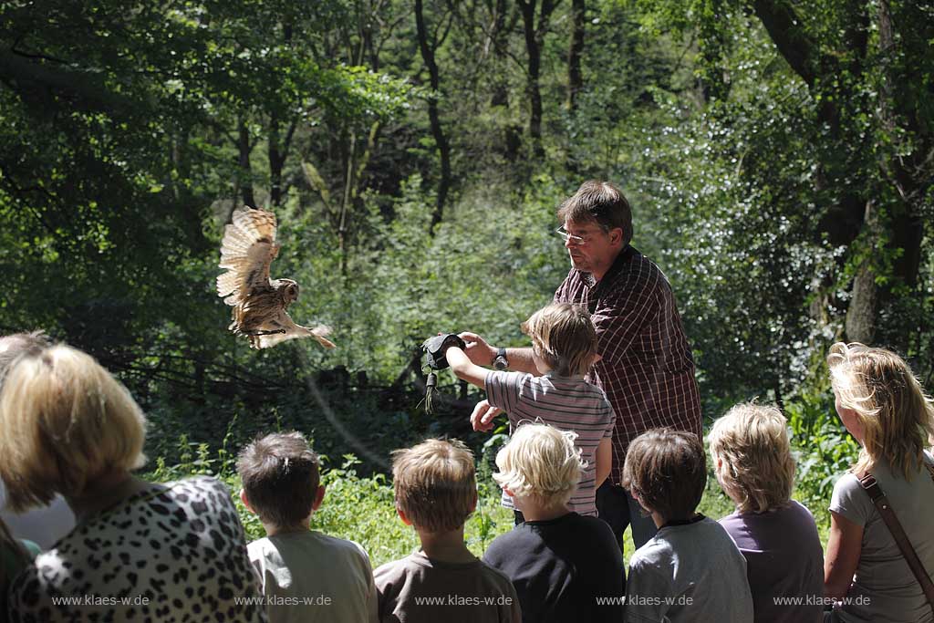  Remscheid Gruene, Falknerei Bergsich Land, Flugvorfuehrung mit einer Waldohreule, falconry, air display with a long-eared owl
