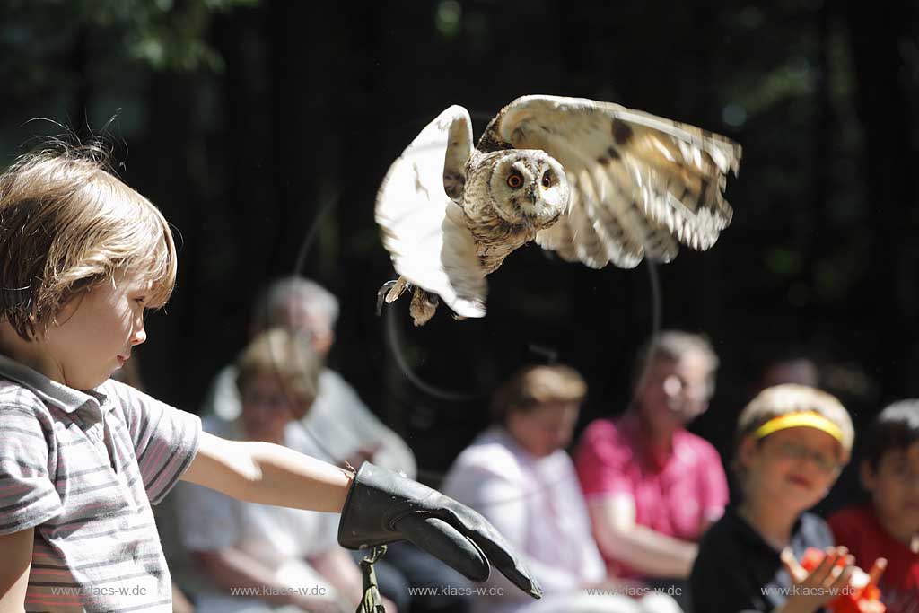  Remscheid Gruene, Falknerei Bergsich Land, Flugvorfuehrung mit einer Waldohreule, falconry, air display with a long-eared owl