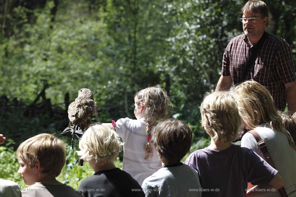  Remscheid Gruene, Falknerei Bergsich Land, Flugvorfuehrung mit einer Waldohreule, falconry, air display with a long-eared owl