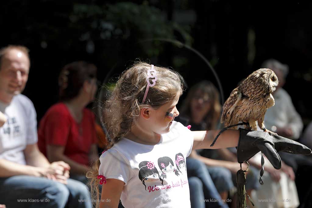  Remscheid Gruene, Falknerei Bergsich Land, Flugvorfuehrung mit einer Waldohreule, falconry, air display with a long-eared owl