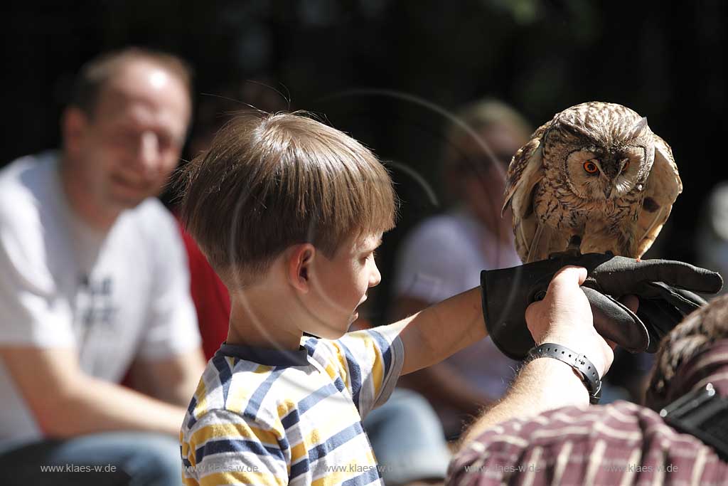  Remscheid Gruene, Falknerei Bergsich Land, Flugvorfuehrung mit einer Waldohreule, falconry, air display with a long-eared owl